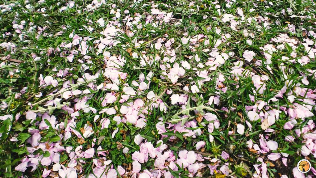 Cherry Blossom petals