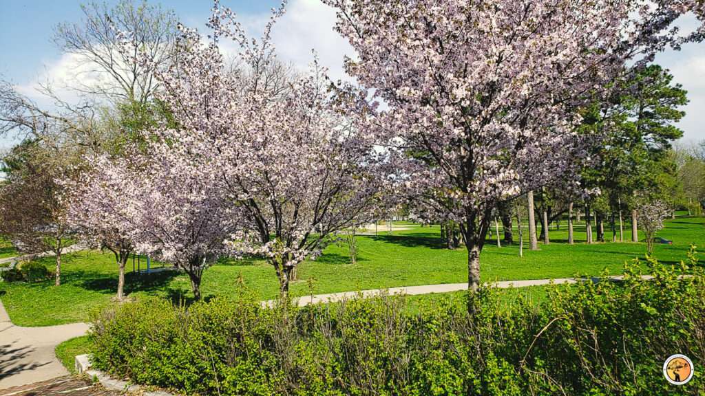 Cherry Blossom in como park