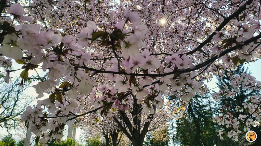 Cherry Blossom in minnesota