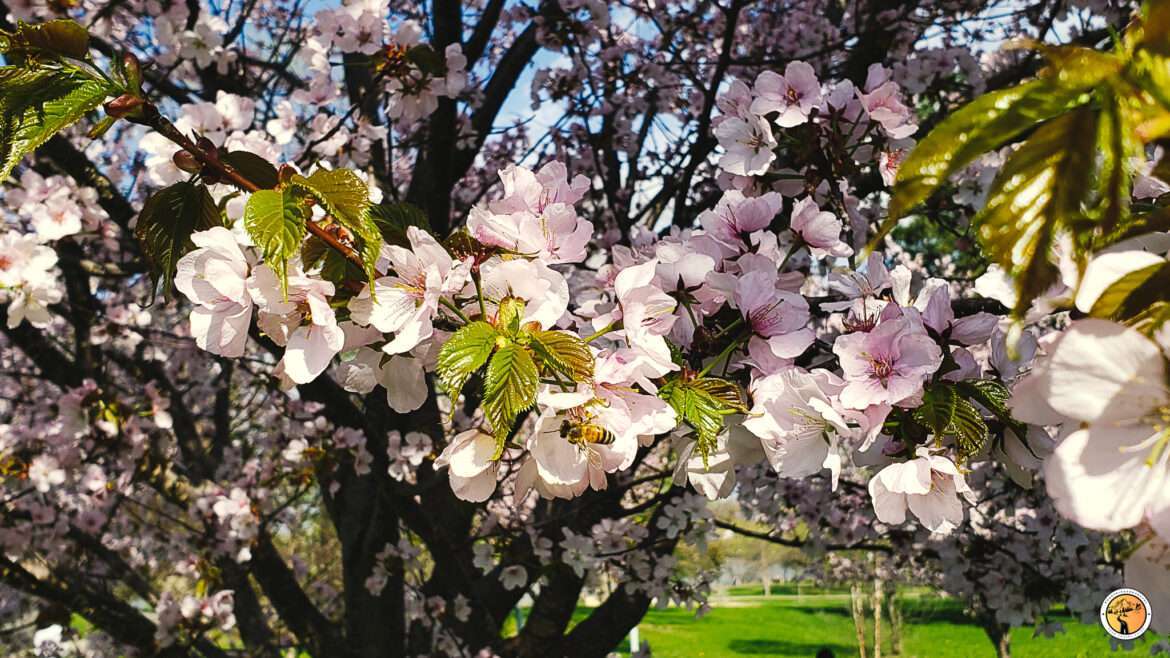 Experience a little bit of Japan in Minnesota – Cherry Blossoms in Minnesota.