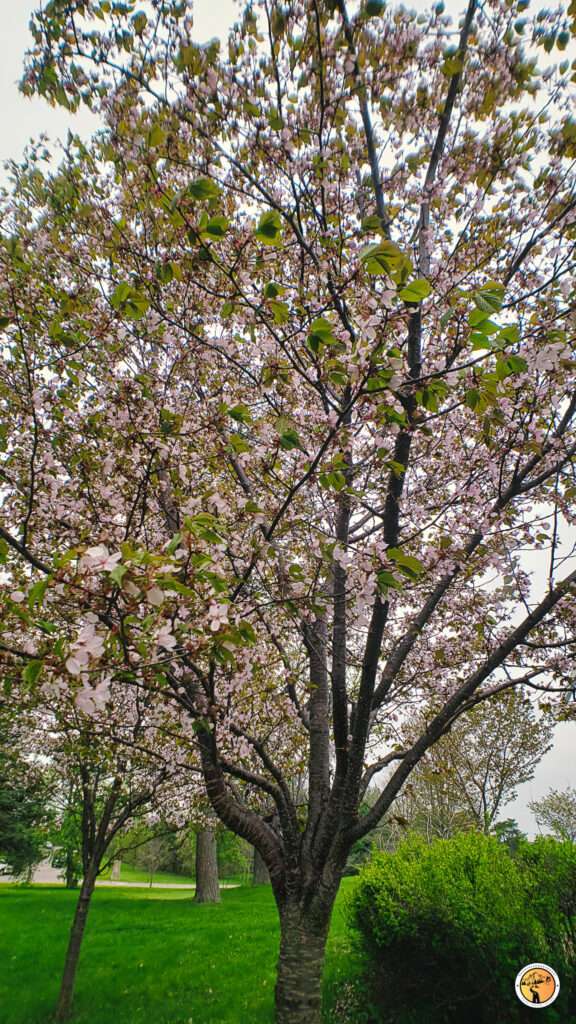 Cherry Blossom flowers before falling