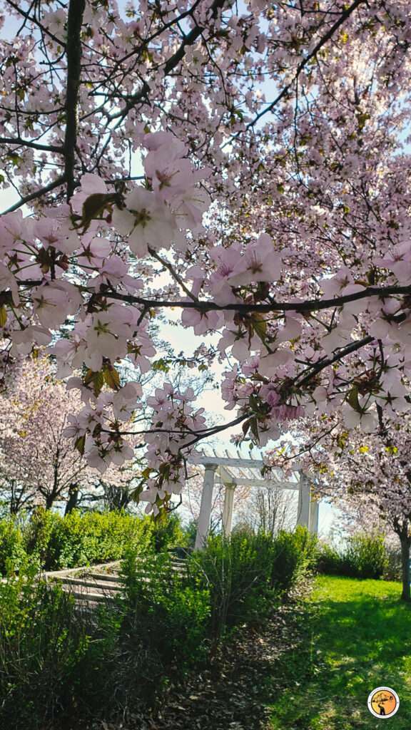 Cherry Blossoms in como park mn