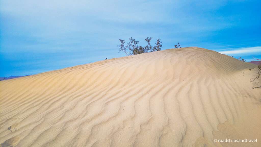 Sand ripples in mesquite sand dunes