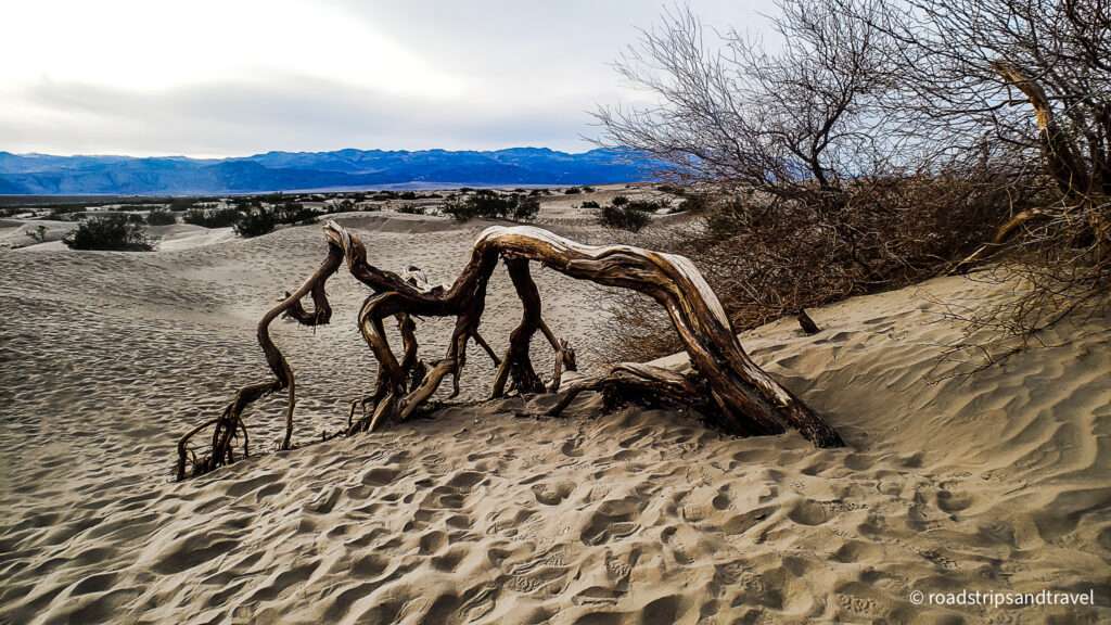 Tree in Mesquite Sand Dunes