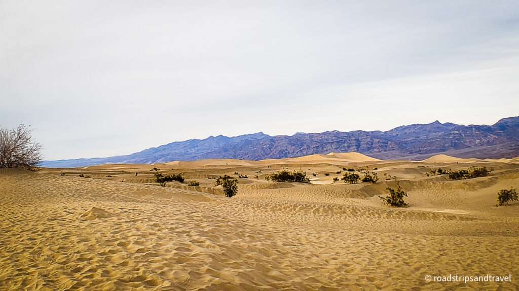 Golden Sand in Mesquite Sand Dunes